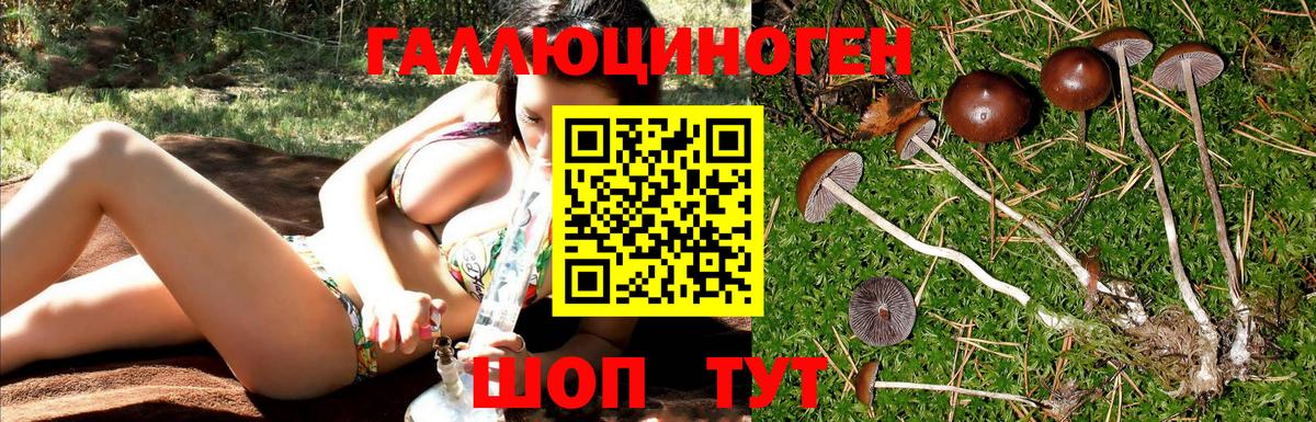Галлюциногенные грибы Cubensis Камень-на-Оби